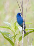 Indigo Bunting 4685